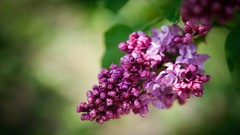 Flowers nature Green