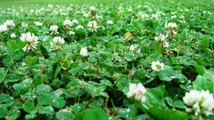 Flowers nature Green