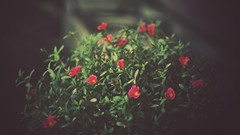 Flowers nature Green