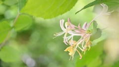Flowers nature Green