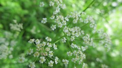 Flowers nature Green