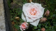 Flowers nature Green colors