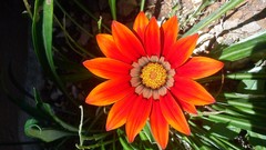 Flowers nature Green colors