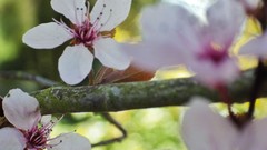 Flowers nature Green French Weeds pentax lila