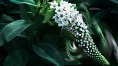 Flowers nature Green insects