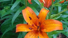 Flowers nature Green Lilies orange flowers Tiger Lillies