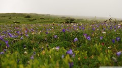 Flowers nature Green meadows