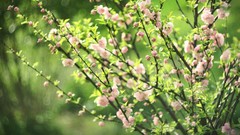 Flowers nature Green Plants spring