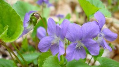 Flowers nature Green purple flowers
