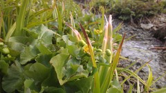 Flowers nature Green rivers
