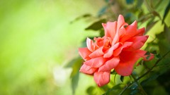 Flowers nature Green roses