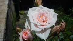 Flowers nature Green roses colors