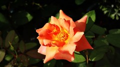 Flowers nature Green sunlight orange flowers