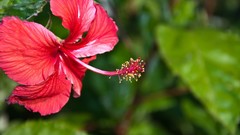 Flowers nature hibiscus