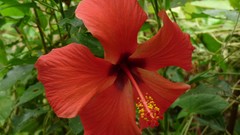 Flowers nature hibiscus red flowers