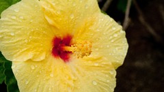 Flowers nature hibiscus yellow flowers