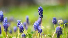 Flowers nature hyacinths blue flowers
