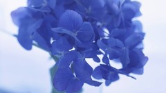 Flowers nature hydrangea blue flowers