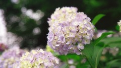 Flowers nature Hydrangeas