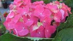 Flowers nature Hydrangeas