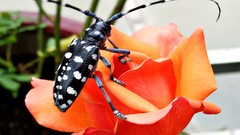 Flowers nature insects Bug