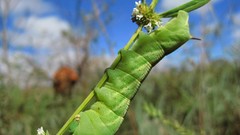 Flowers nature insects caterpillars
