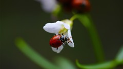 Flowers nature insects depth of field ladybirds