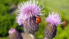 Flowers nature insects ladybirds Thistles
