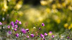 Flowers nature insects purple flowers bokeh depth of field