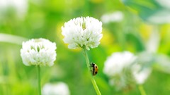 Flowers nature insects white flowers ladybirds