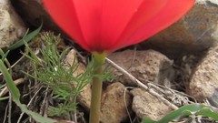 Flowers nature iran Mohammad Barkhordari