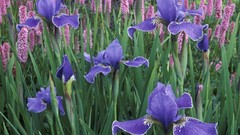 Flowers nature Irises