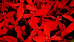 Flowers nature Ixora