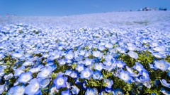 Flowers nature Japan meadows Parks blue flowers depth of field