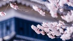 Flowers nature Japan pink flowers blossoms blurred background 