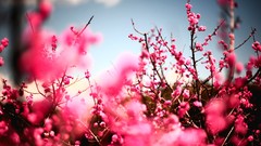 Flowers nature Japan pink flowers cherry blossoms depth of field