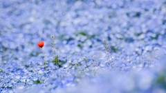 Flowers nature Japan Poppies meadows Parks bokeh blue flowers 