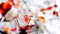 Flowers nature Japan spring white flowers cherry blossoms