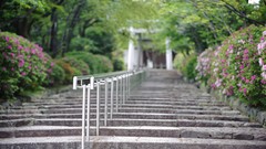 Flowers nature Japan stairways