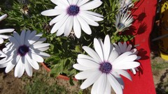 Flowers nature karachi