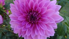 Flowers nature karachi