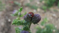 Flowers nature ladybirds