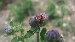 Flowers nature ladybirds