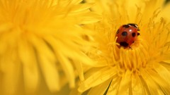 Flowers nature ladybirds
