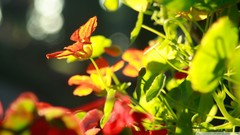 Flowers nature light