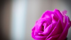 Flowers nature light colors