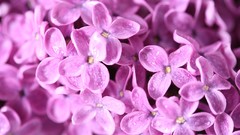 Flowers nature lilac pink flowers