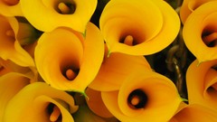 Flowers nature Lilies close-up yellow flowers