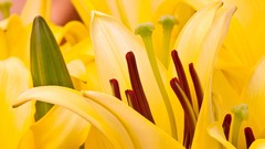 Flowers nature Lilies Plants oriental