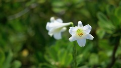 Flowers nature Lilies Plants white flowers